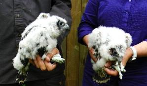 Sokoły wędrowne dostały obrączki 