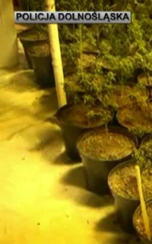 [VIDEO] Zlikwidowane dwie plantacje konopi – policjanci zabezpieczyli blisko 500 krzewów