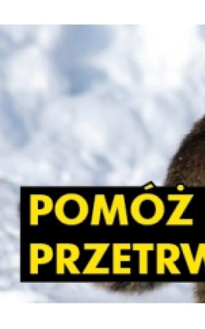 Łódź: Pomóżmy kotom
