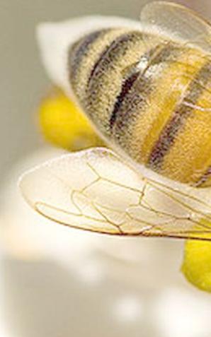 Pszczoły i ich tajemnice