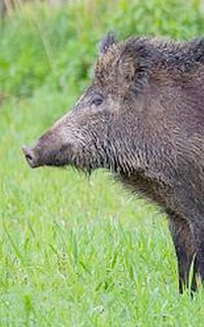 [VIDEO] Mazowieckie: Piątkowy poranny jogging odyńca!