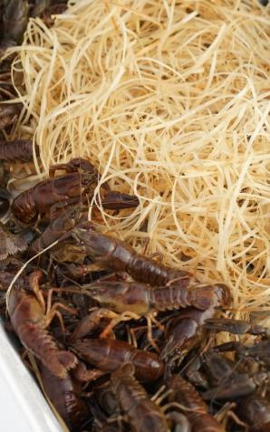 Odbudowa populacji raka szlachetnego w rzekach Podlasia i Lubelszczyzny