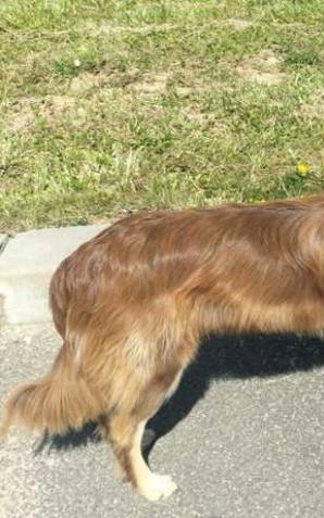 Przywiązał psa na MOP i zostawił. Policjanci poszukują właściciela psa