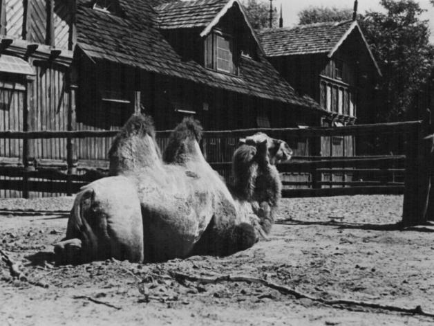 Warszawskie zoo kończy 87 lat!