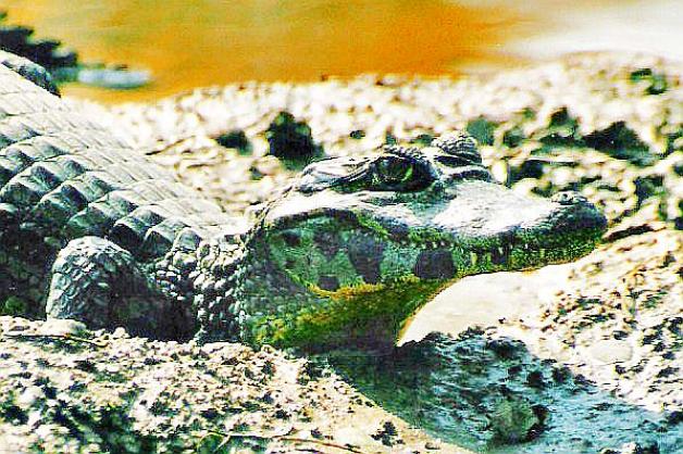 Ministerstwo: Zero tolerancji dla nielegalnego handlu gatunkami zagrożonymi wyginięciem!