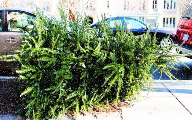 Warszawa: Choinki oddajmy lasom