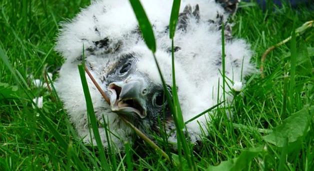 Sokoły wędrowne dostały obrączki 