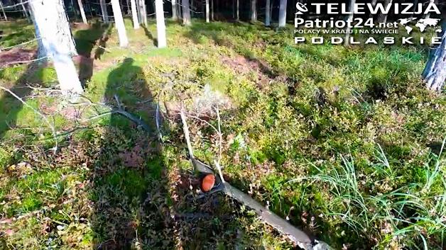 [VIDEO] Wybierasz się na grzyby?