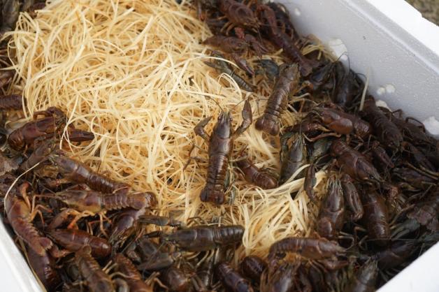 Odbudowa populacji raka szlachetnego w rzekach Podlasia i Lubelszczyzny